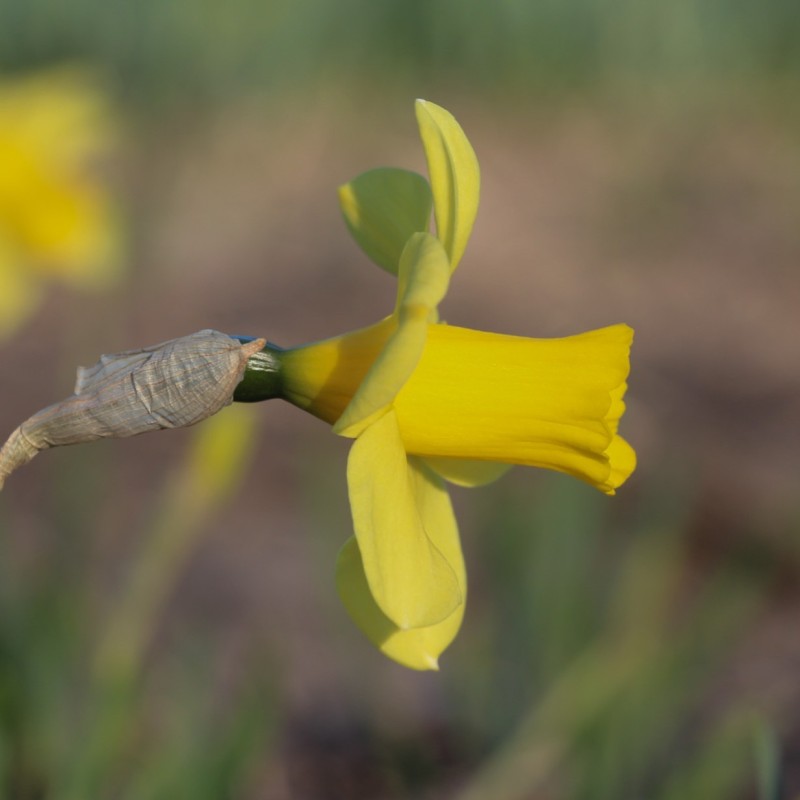 Narcissus 'Flirt'