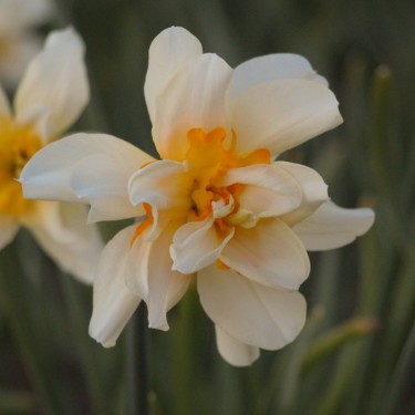 Narcissus 'Glowing Phoenix'