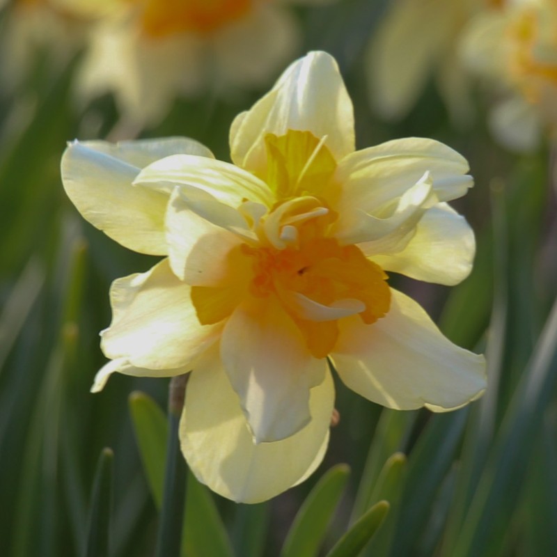 Narcissus 'Glowing Phoenix'