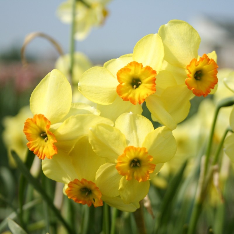 Narcissus 'Lintie'