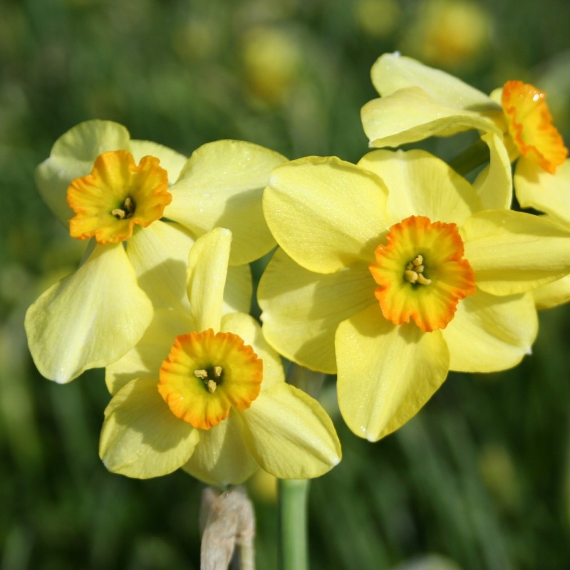 Narcissus 'Lintie'