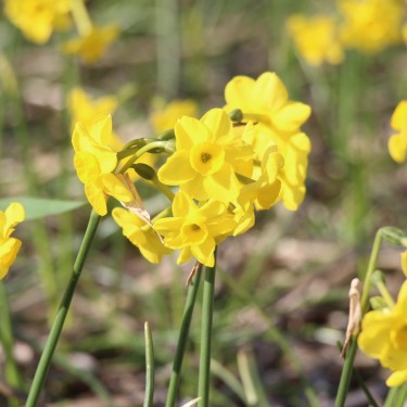 Narcissus 'Pixie's Sister'