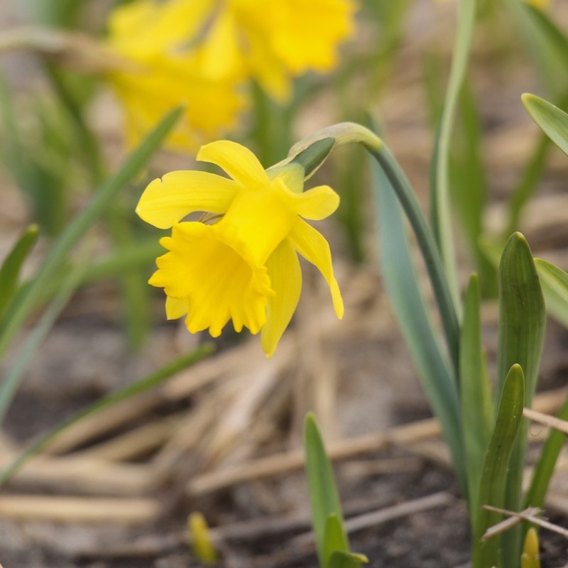 Narcissus minor var. pumilus