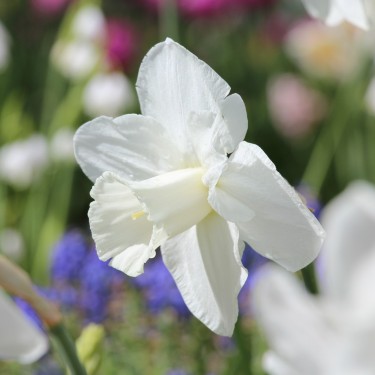 Narcissus 'Tutankhamun'