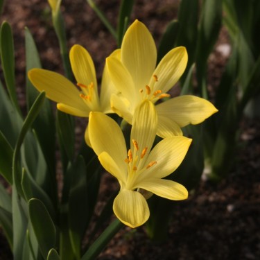 Sternbergia vernalis