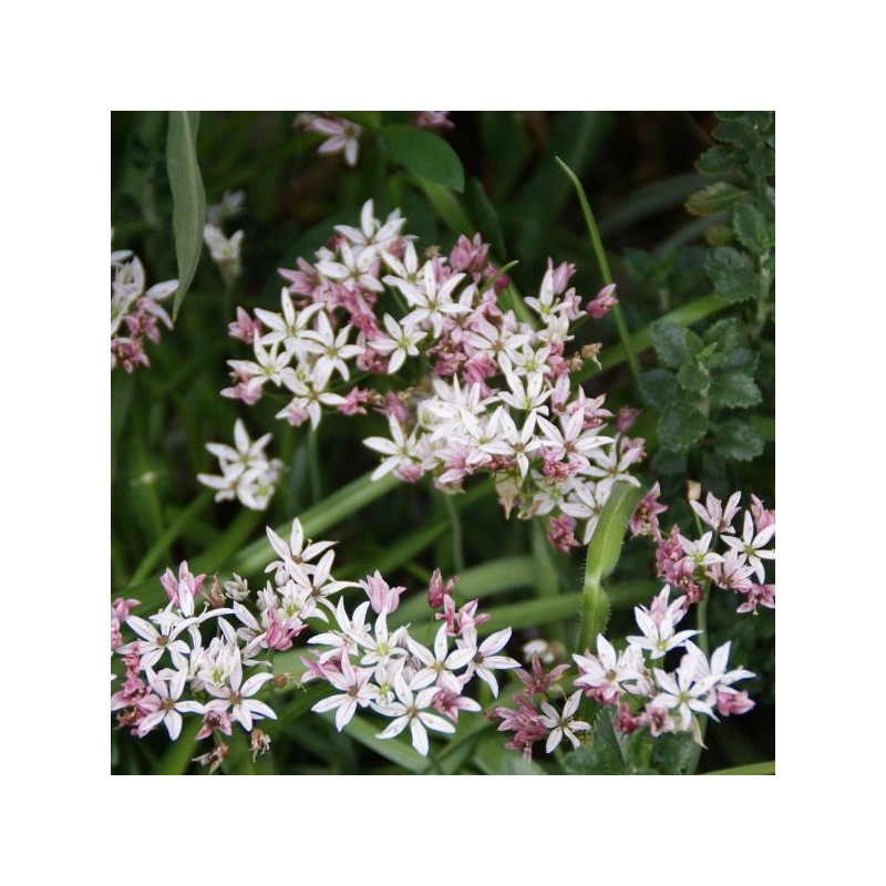 Allium 'Cameleon'