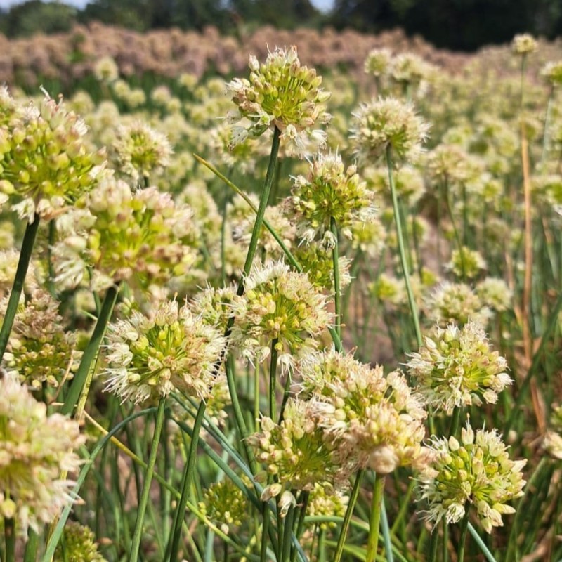 Allium ericetorum