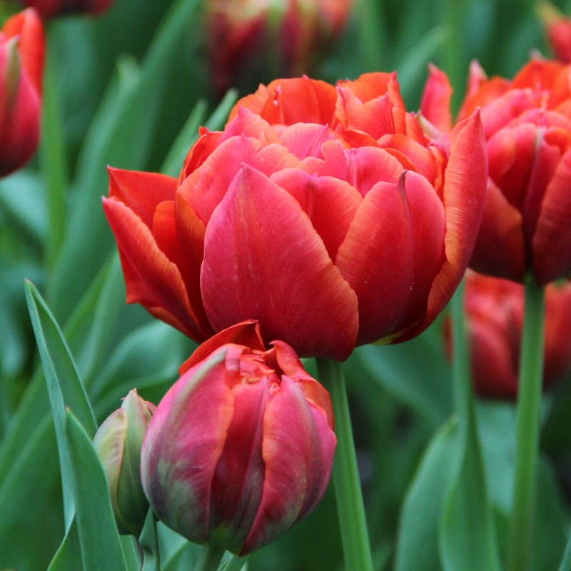 Tulipa 'René Menard'