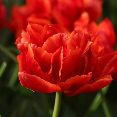 Tulipa 'René Menard'