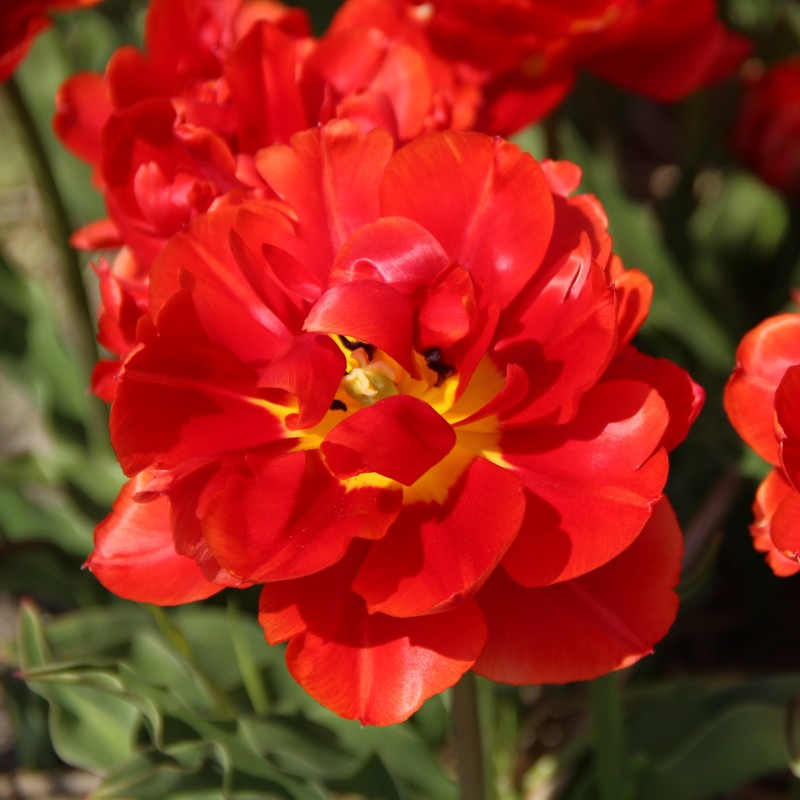 Tulipa 'René Menard'