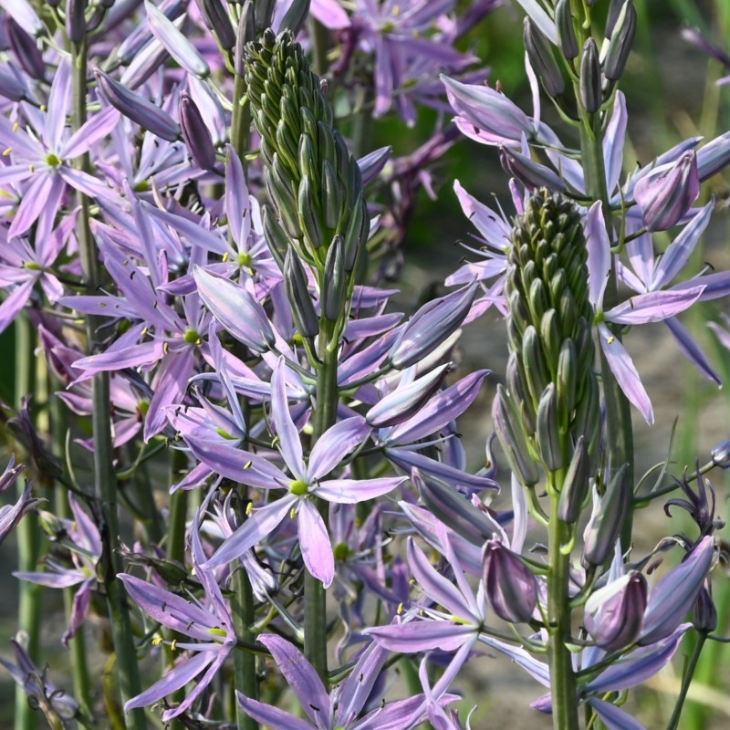 Camassia leichtlinii 'Aurora'