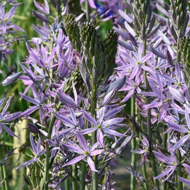 Camassia leichtlinii 'Aurora'