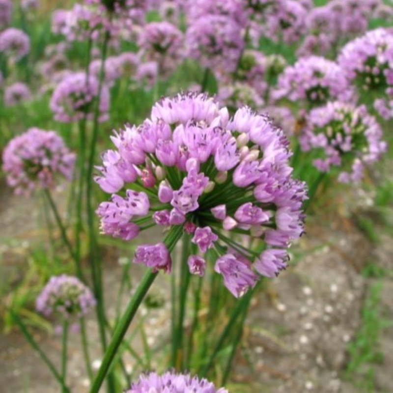 Allium angulosum 'Sara'