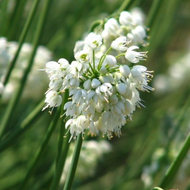 Allium cernuum 'White Master'