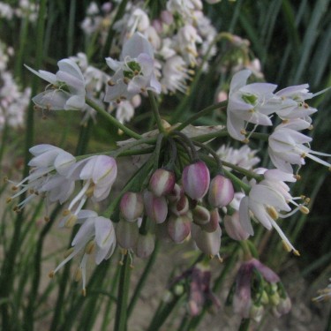 Allium cernuum -White Max- 