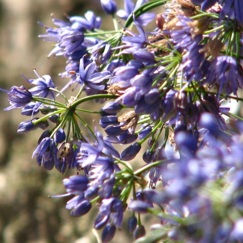 Allium cyaneum