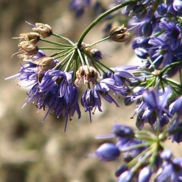 Allium cyaneum