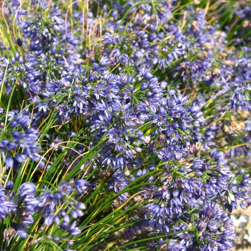 Allium cyaneum