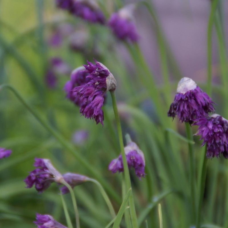 Allium cyathophorum var. farreri