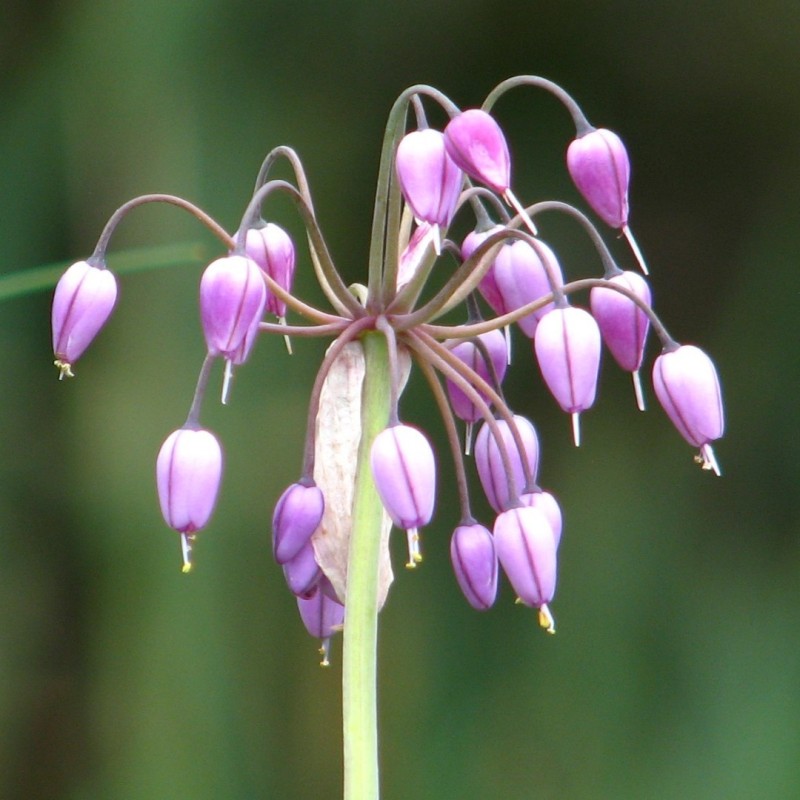 Allium macranthum
