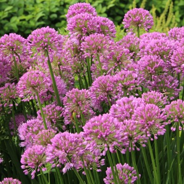 Allium 'Millenium'