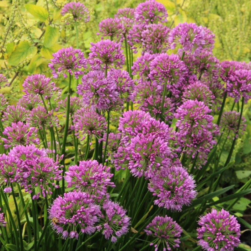Allium 'Millenium'