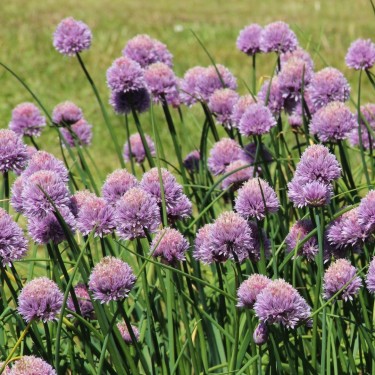 Allium schoenoprasum  subsp. orosiae