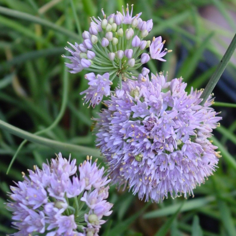 Allium lusitanicum