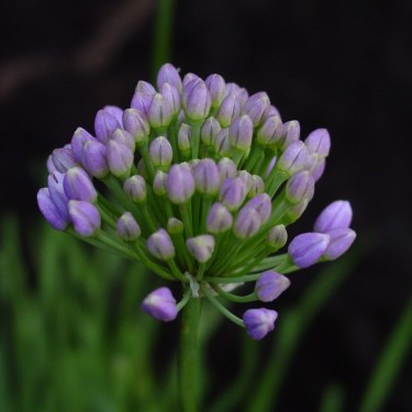 Allium lusitanicum