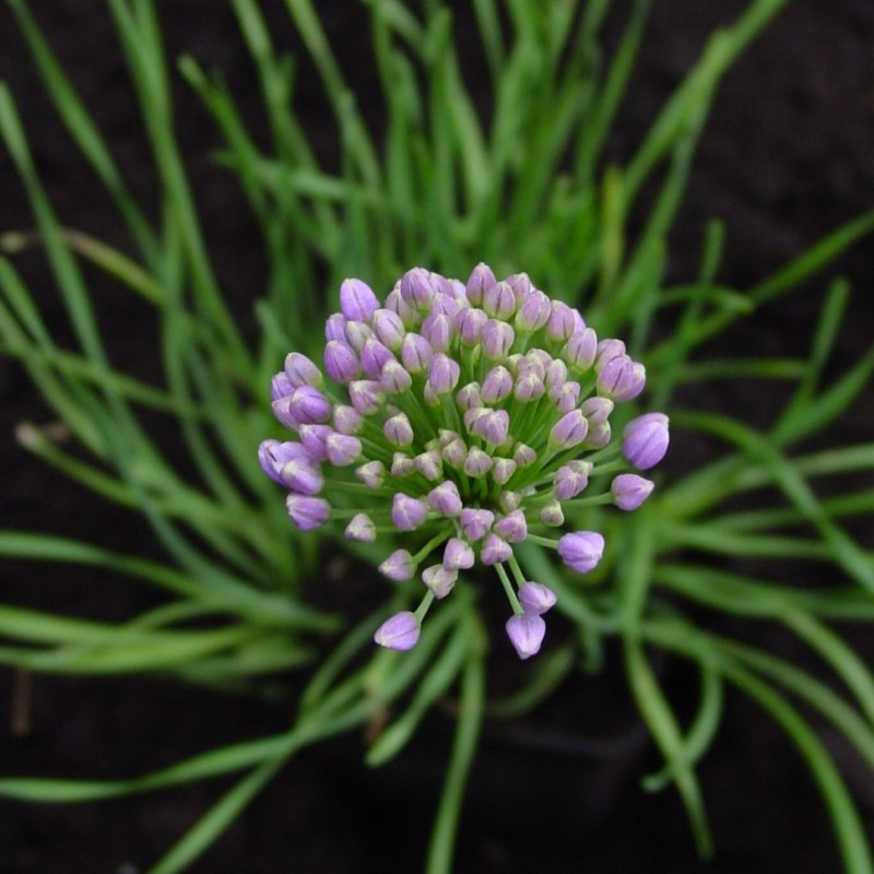 Allium lusitanicum