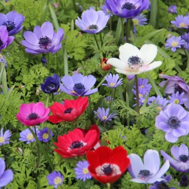 Anemone coronaria 'De Caen'