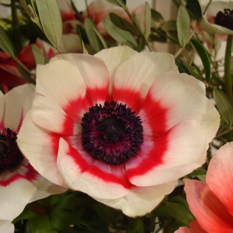 Anemone coronaria 'Duet'