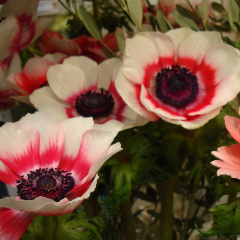 Anemone coronaria 'Duet'