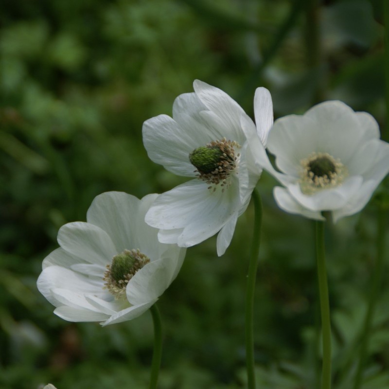 Anemone coronaria 'Bride'