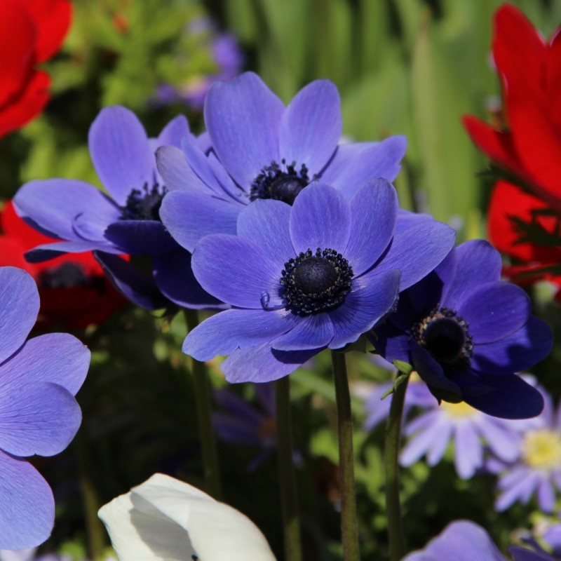 Anemone coronaria 'Mr. Fokker'