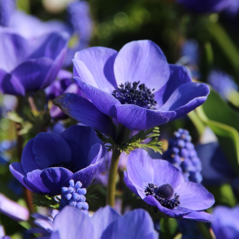 Anemone coronaria 'Mr. Fokker'