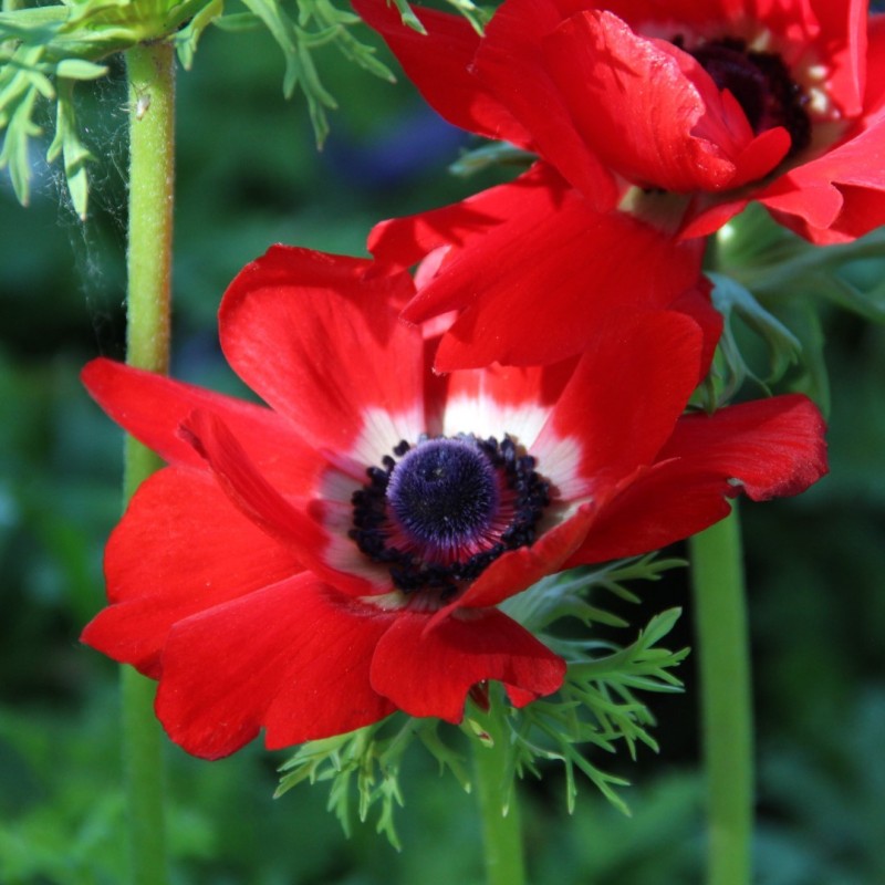 Anemone coronaria 'Hollandia'