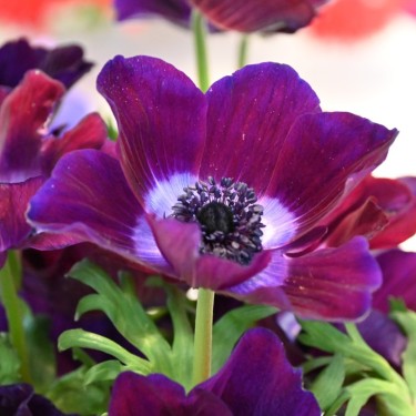 Anemone coronaria MISTRAL® 'Bordeaux'