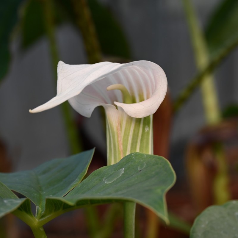 Arisaema candidissimum