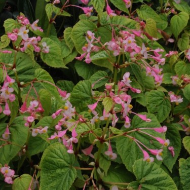 Begonia grandis subsp. sinensis