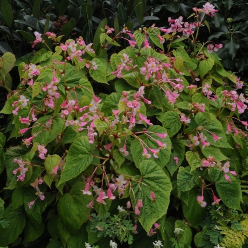 Begonia grandis subsp. sinensis