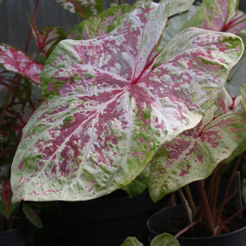 Caladium 'Seafoam Pink' ®