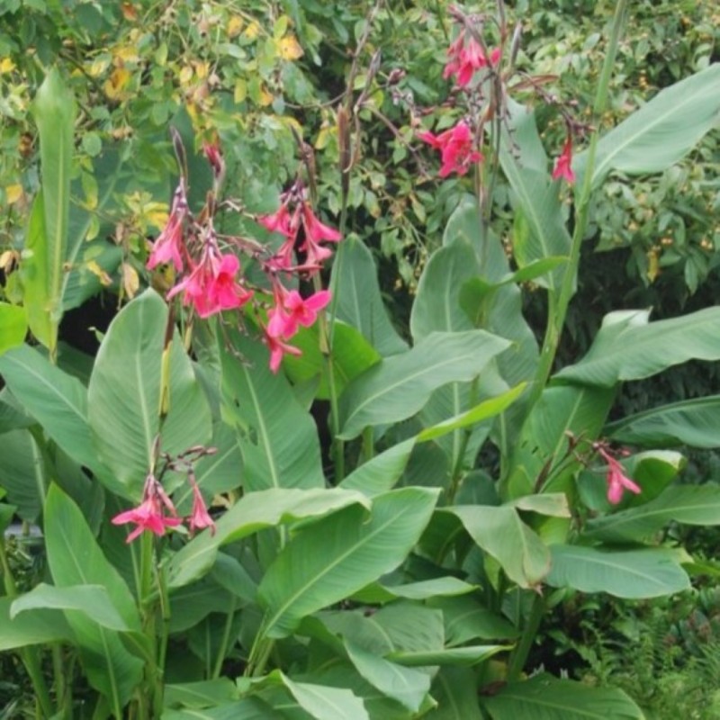 Canna x ehemanii