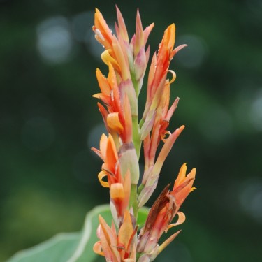 Canna tuerckheimii