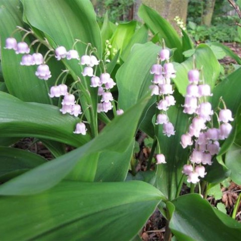 Convallaria majalis 'Rosea'