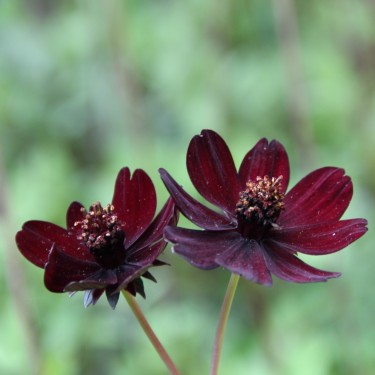 Cosmos atrosanguineus