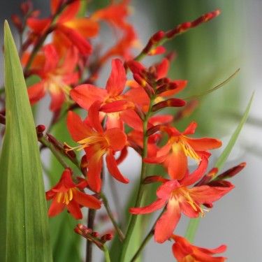 Crocosmia 'Carmine Brilliant' 