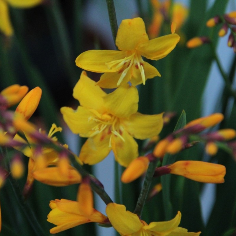 Crocosmia 'Columbus'