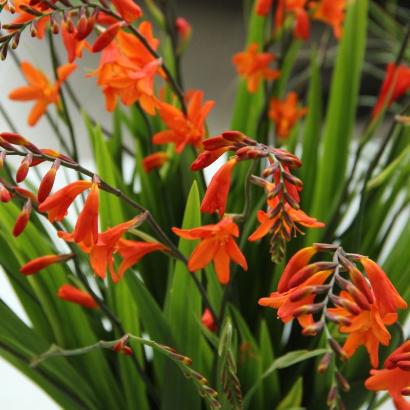 Crocosmia 'Lady Ann'