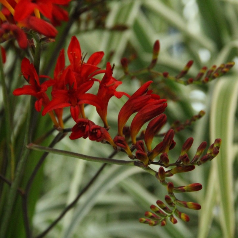 Crocosmia 'Lucifer'